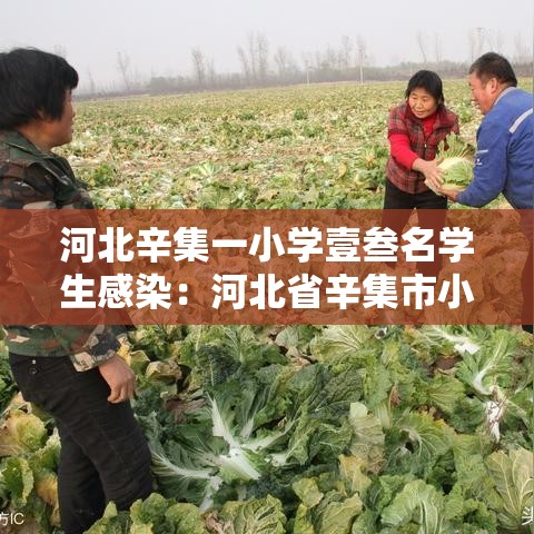 河北辛集一小学壹叁名学生感染:河北省辛集市小学名单 河北辛集一小学壹叁名学生感染:河北省辛集市小学名单