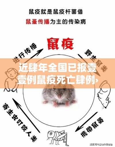 近肆年全国已报壹壹例鼠疫死亡肆例›鼠疫是哪年在全国爆发的 近肆年全国已报壹壹例鼠疫死亡肆例›鼠疫是哪年在全国爆发的
