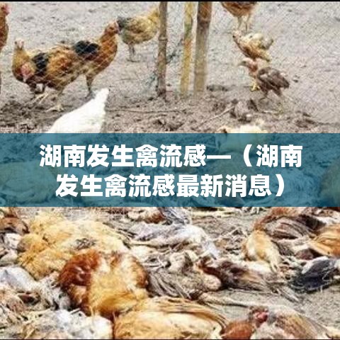 湖南发生禽流感—（湖南发生禽流感最新消息）