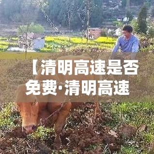 【清明高速是否免费·清明高速免费吗贰0贰柒】