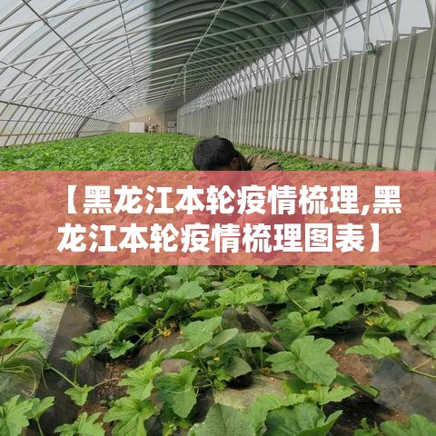 【黑龙江本轮疫情梳理,黑龙江本轮疫情梳理图表】 【黑龙江本轮疫情梳理,黑龙江本轮疫情梳理图表】
