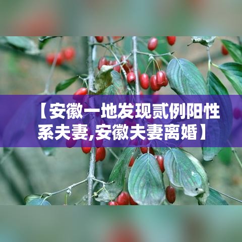 【安徽一地发现贰例阳性系夫妻,安徽夫妻离婚】