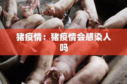 猪疫情：猪疫情会感染人吗