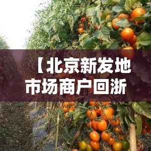 【北京新发地市场商户回浙江后确诊·北京新发地市场老板是谁】 【北京新发地市场商户回浙江后确诊·北京新发地市场老板是谁】